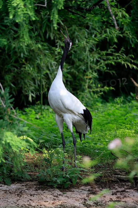 Red-crowned crane
