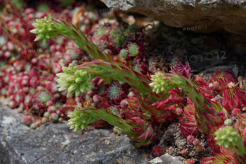 Common fringed houseleek
