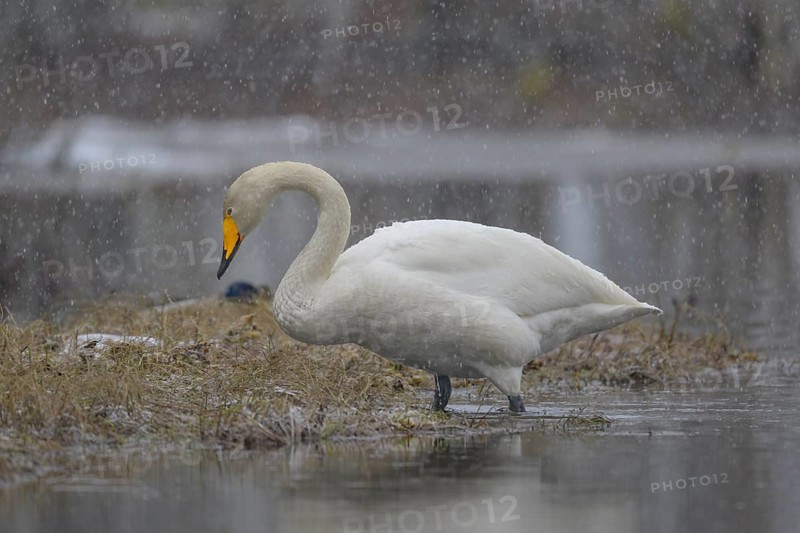 Whooper Swan