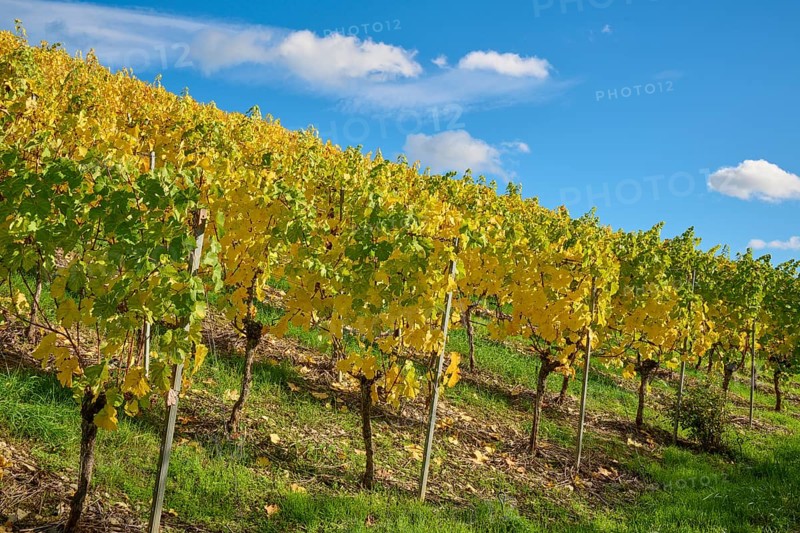 Vineyard