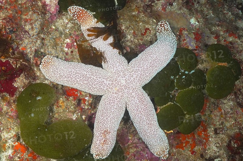 Catalas starfish