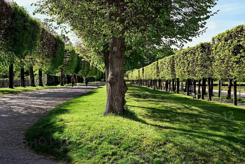 Pruned trees in Bruehl Castle Park