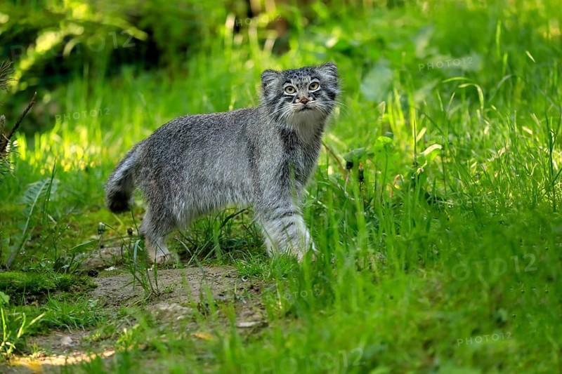 Manul