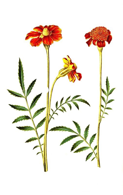 Low student flower