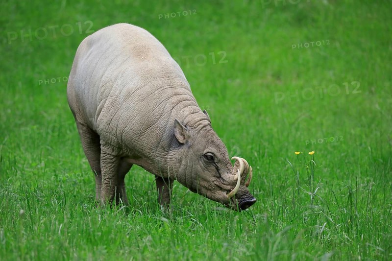 North sulawesi babirusa