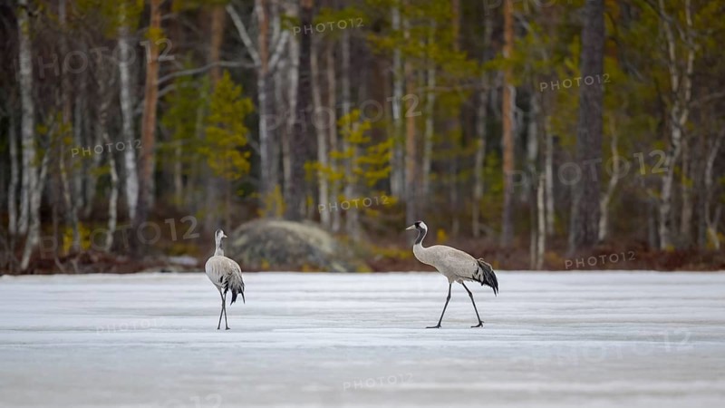 Crane