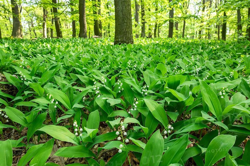 Lily of the valley