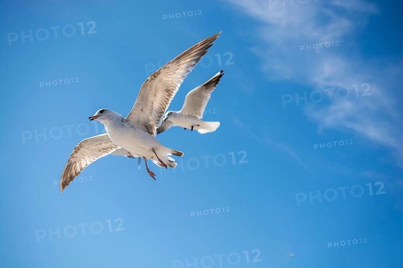 Pair of seagulls are flying in sky over the sea waters