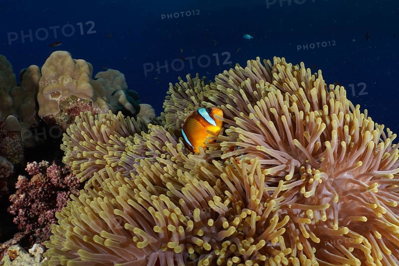 Magnificent sea anemone