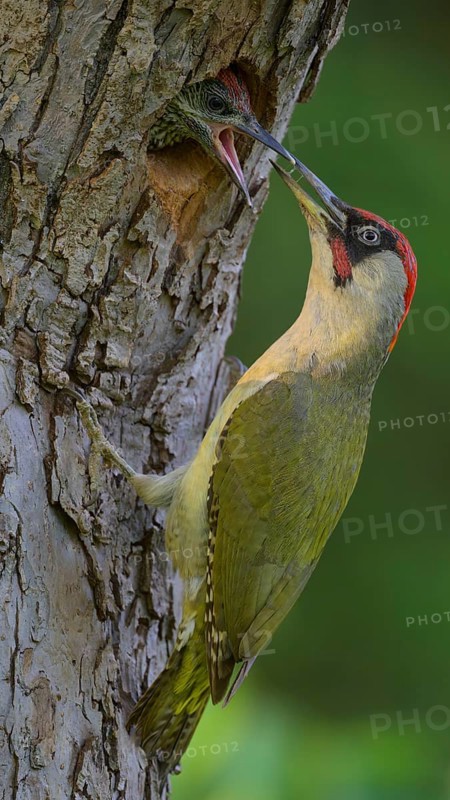 European green woodpecker