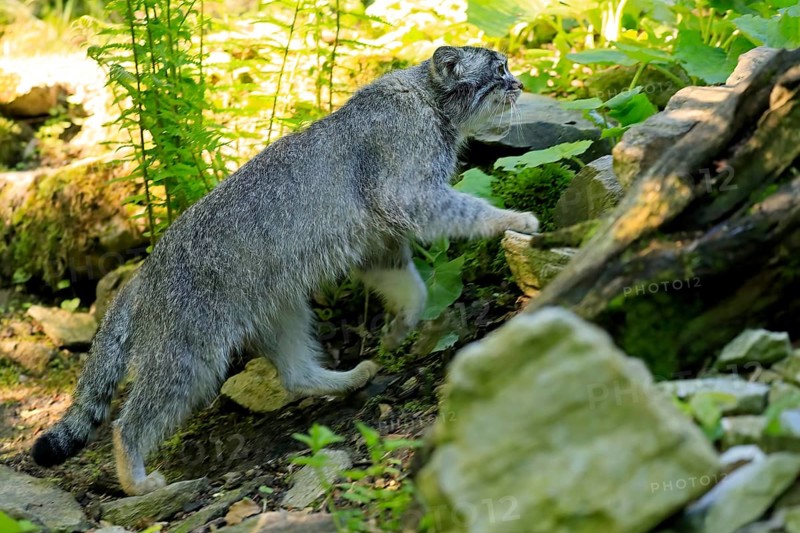 Manul