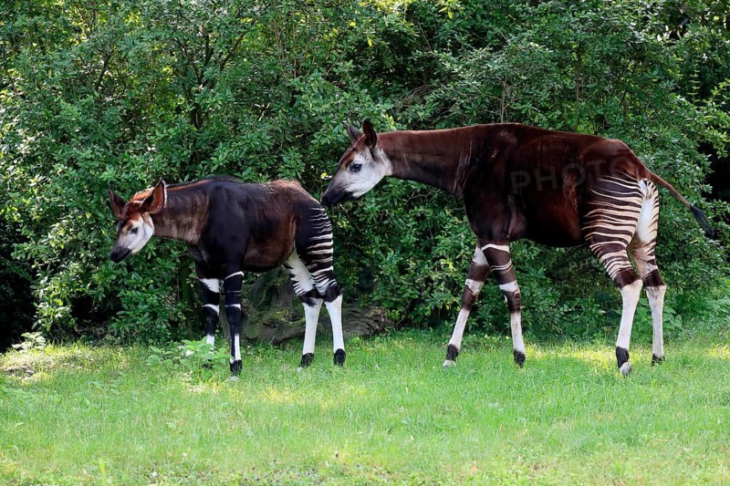 Okapi