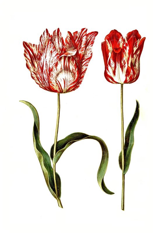 Garden tulip