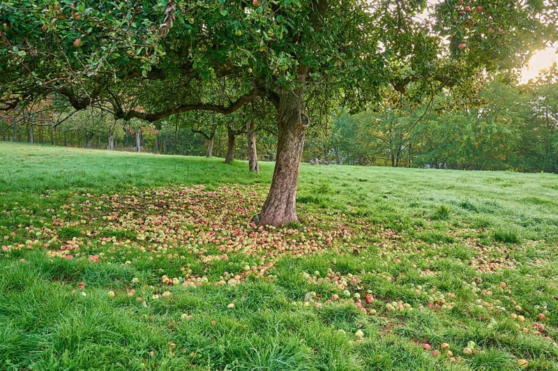 Apple tree