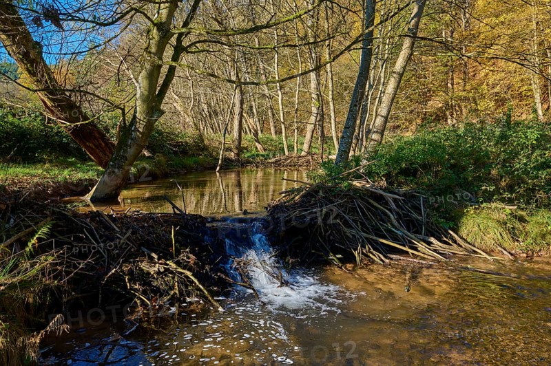 Brook