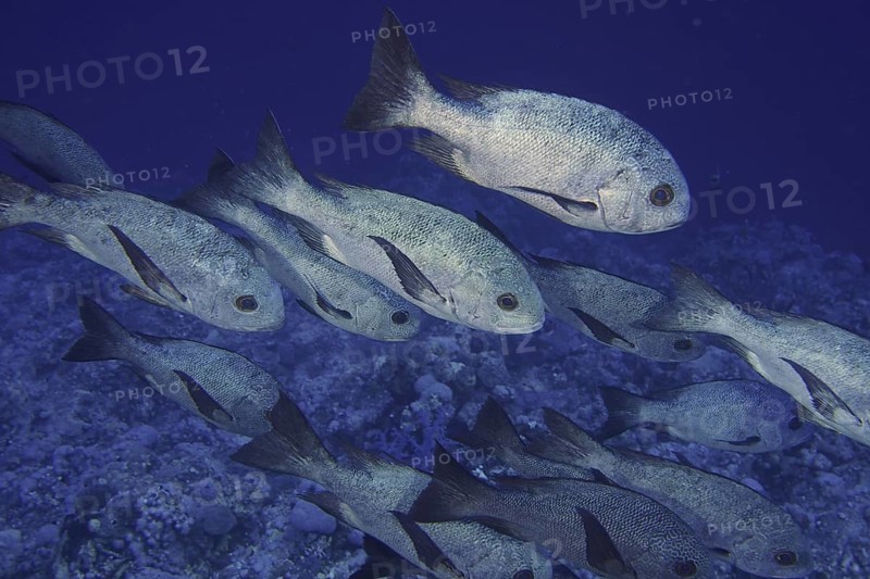 Shoal