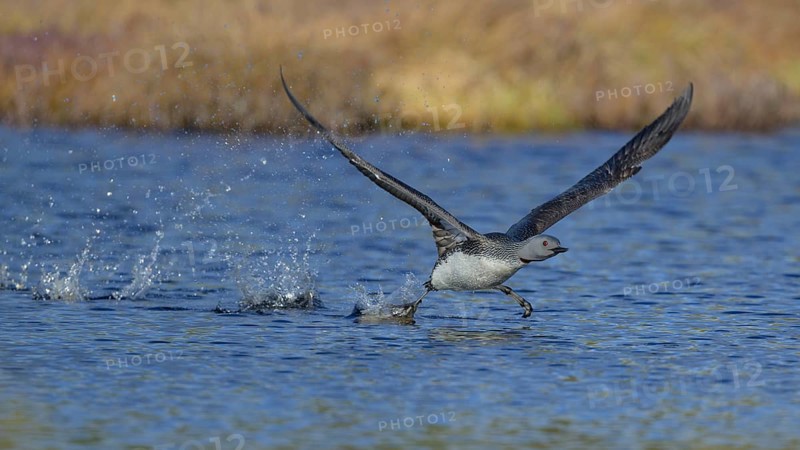Red-throated diver