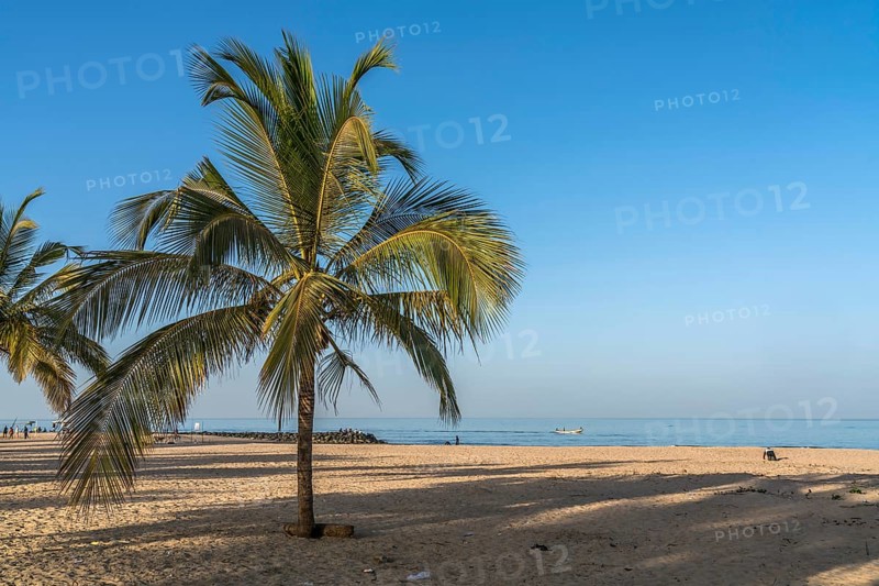 Coconut trees on the beach of Cape Point