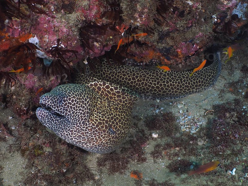 Laced moray