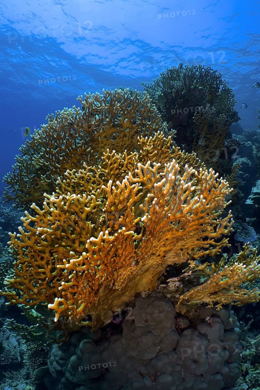 Mesh Fire Coral