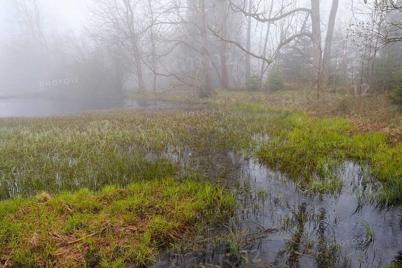 Landscape in the fog at Marienteich