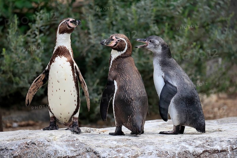 Humboldt penguin