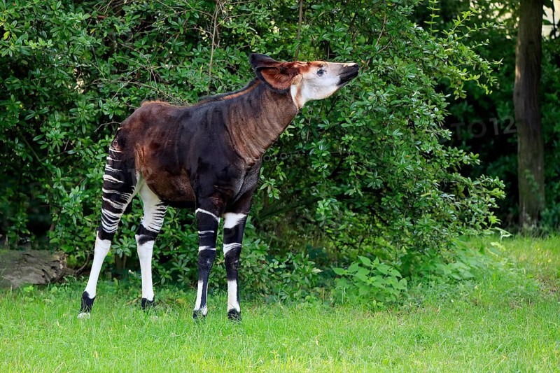 Okapi