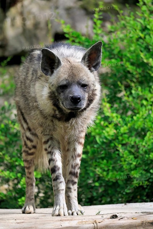 Striped hyena