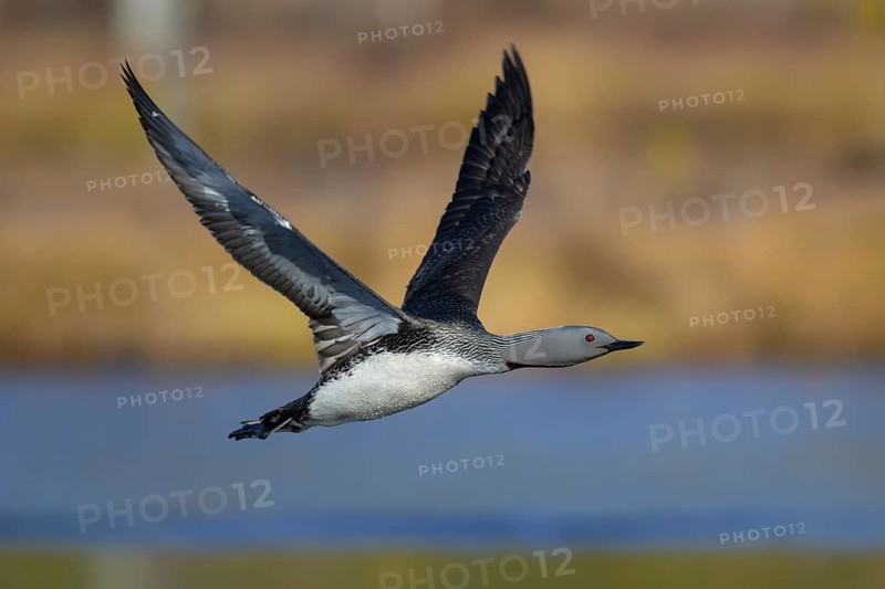 Red-throated diver