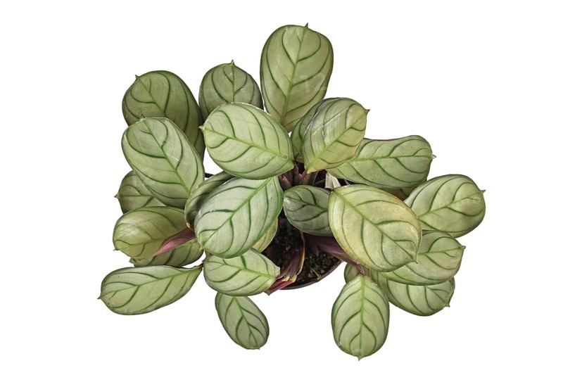 Top view of tropical 'Ctenanthe Burle Marxii Amagris' houseplant with dark green vein pattern isolated on white background