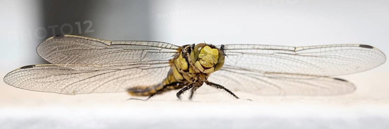 Dragonfly Large Blue Arrow