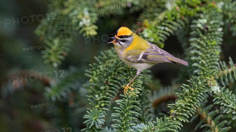 Summer Goldcrest