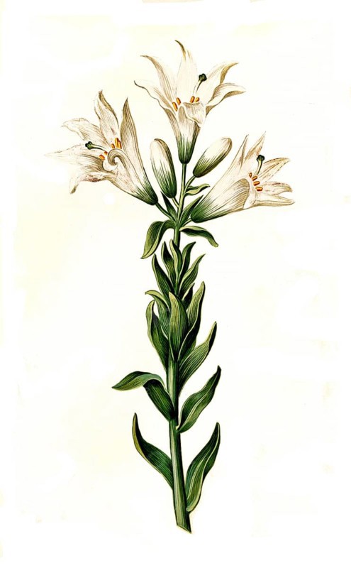 Madonna Lily