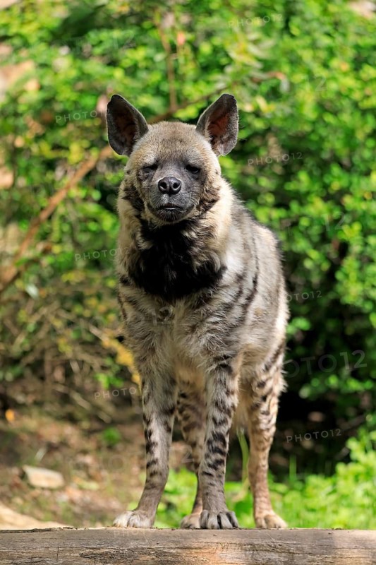 Striped hyena