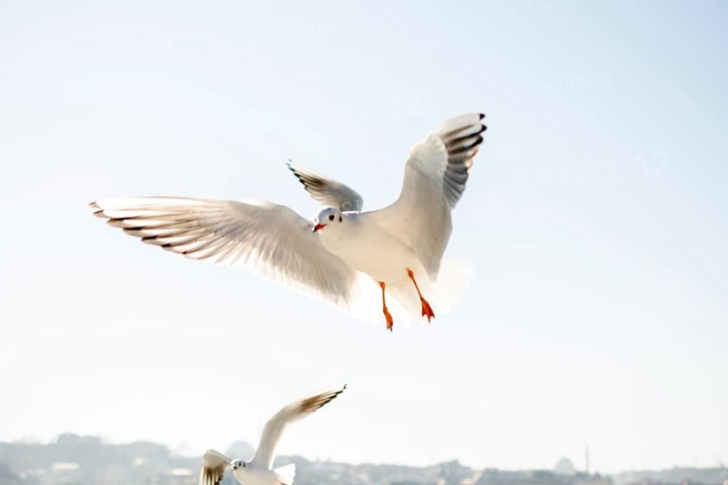 Pair of seagulls flying in the sky background