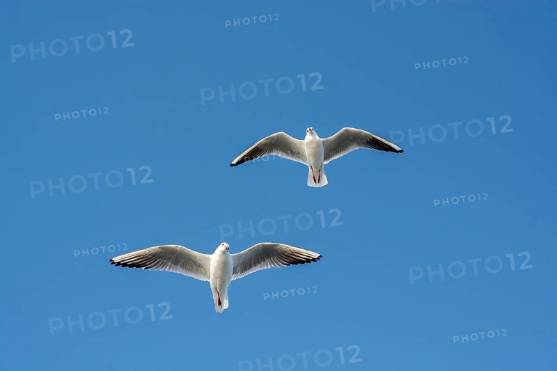 Pair of seagulls flying in the sky background