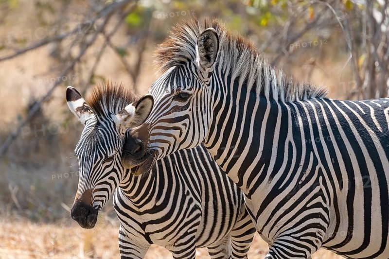 Plains Zebra of the subspecies crawshay's zebra