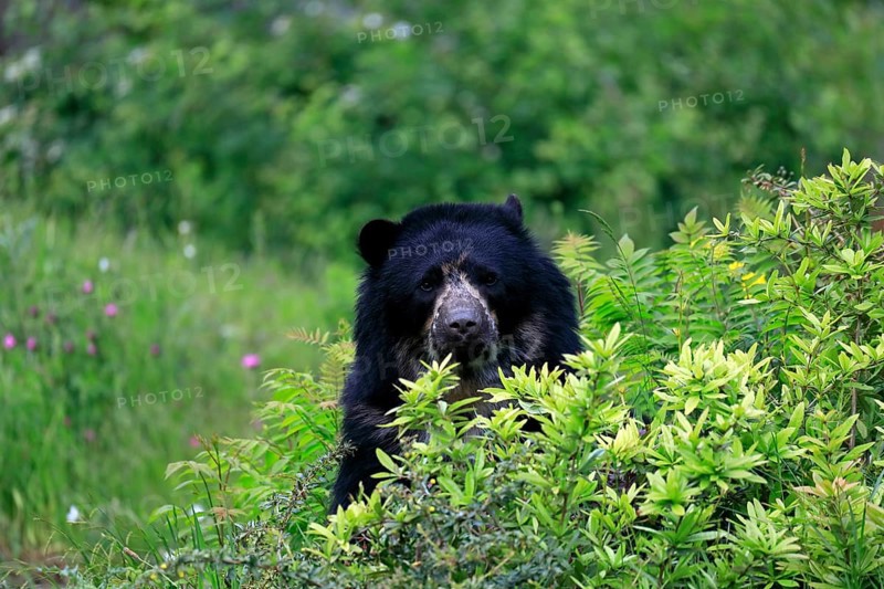 Spectacled bear