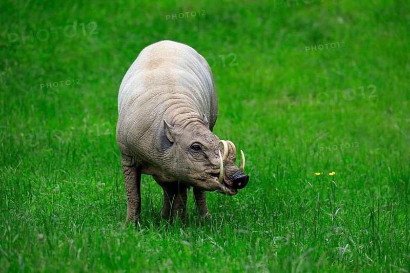 North sulawesi babirusa