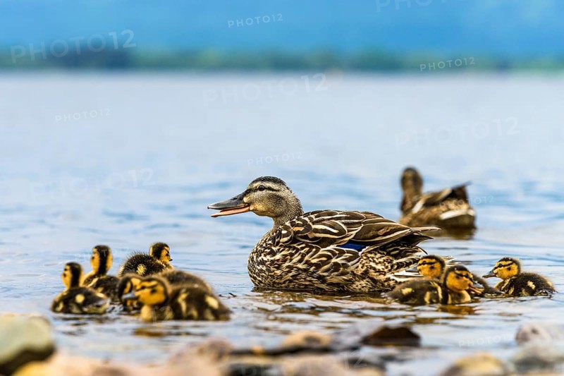 Mallard Duck