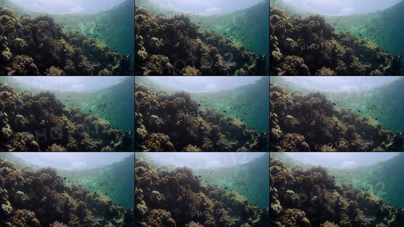Tracking shot over an intact coral reef