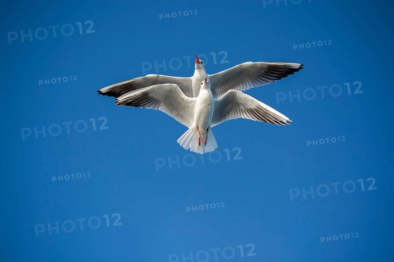 Pair of seagulls flying in blue a sky background