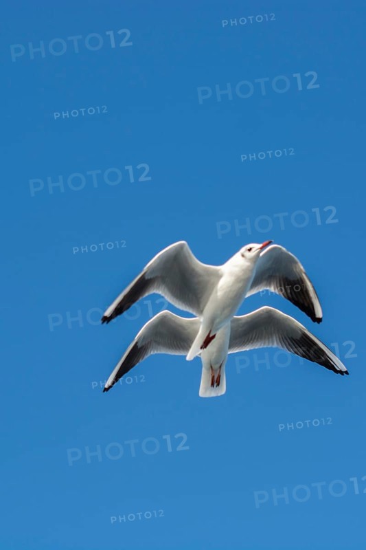 Pair of seagulls flying in the sky background