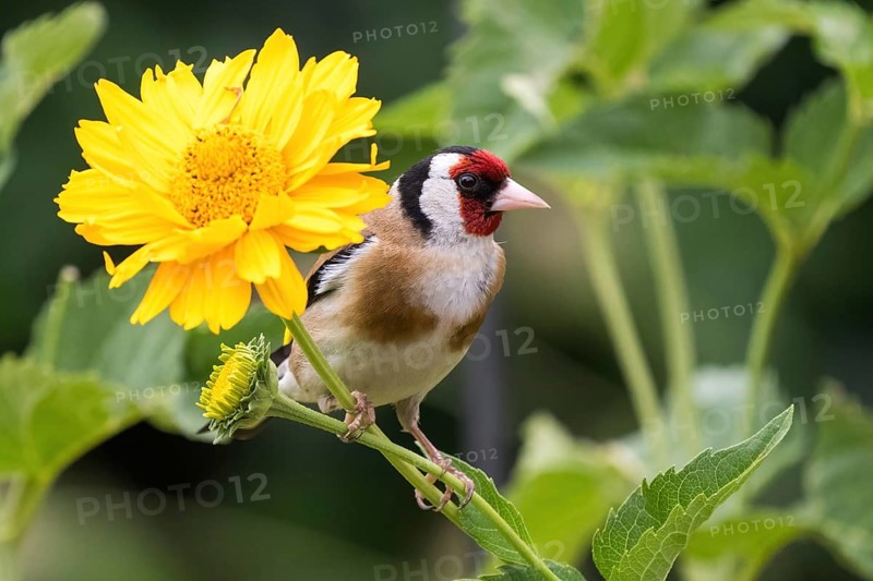 European goldfinch