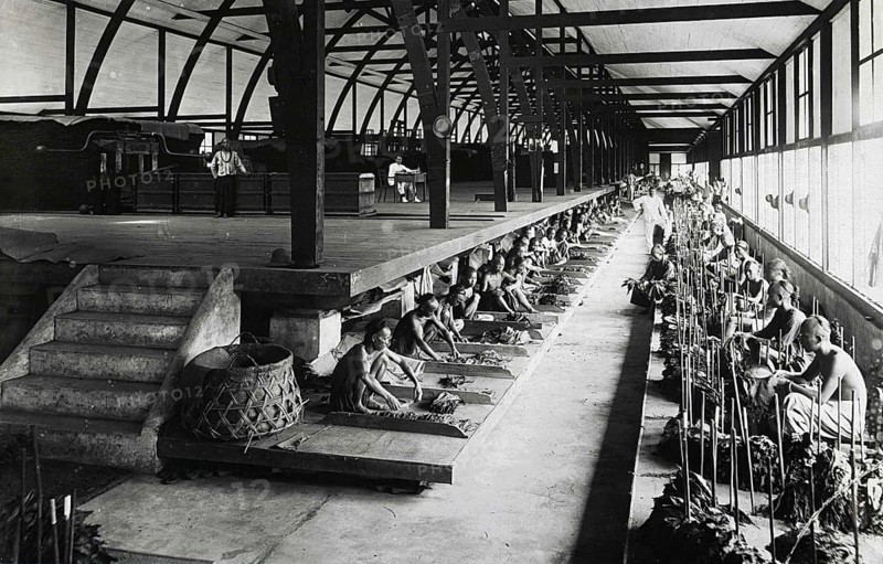 Indian workers sorting tobacco leaves under the supervision of Europeans in a fermentation shed in Sumatra