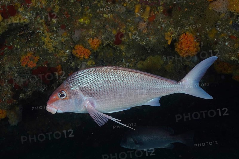 Natal fingerfin