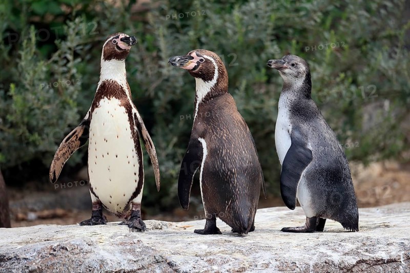 Humboldt penguin