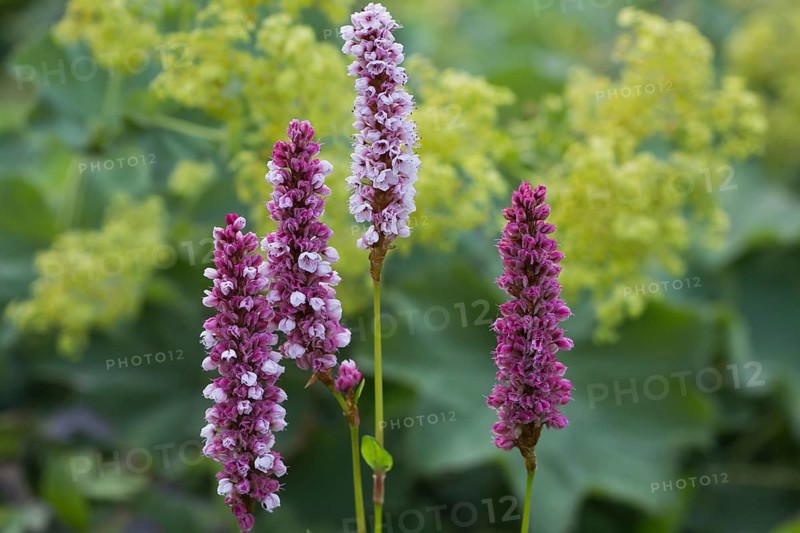 Meadow bistort