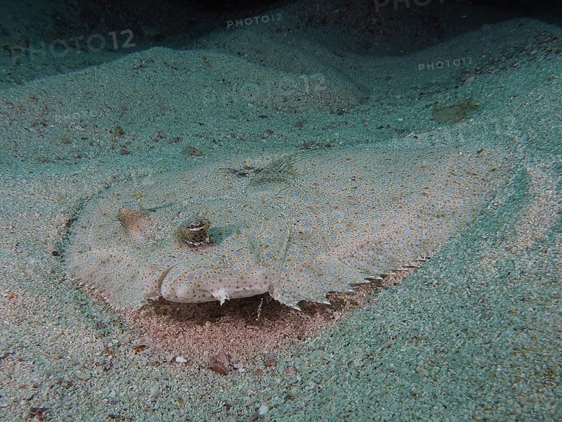 Portrait of peacock flounder