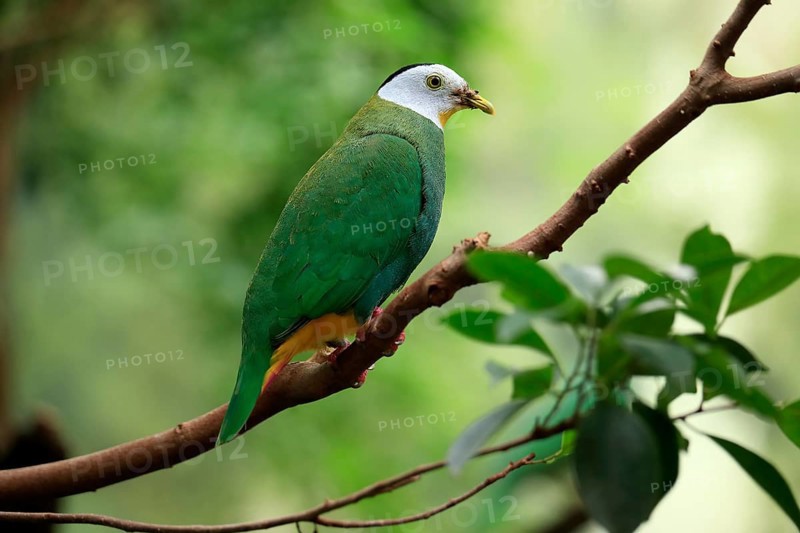 Black-naped Fruit Dove